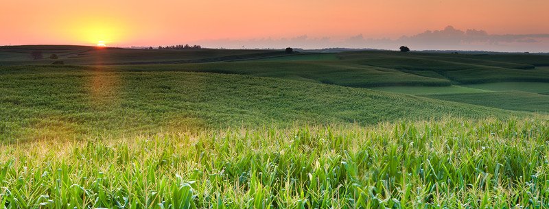 Corn fields at sunrise.