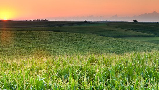 Corn fields at sunrise.